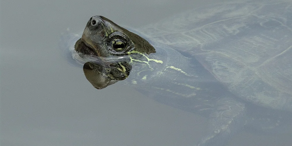 What Snapping Turtles Eat in the Wild: A Naturalist’s Guide