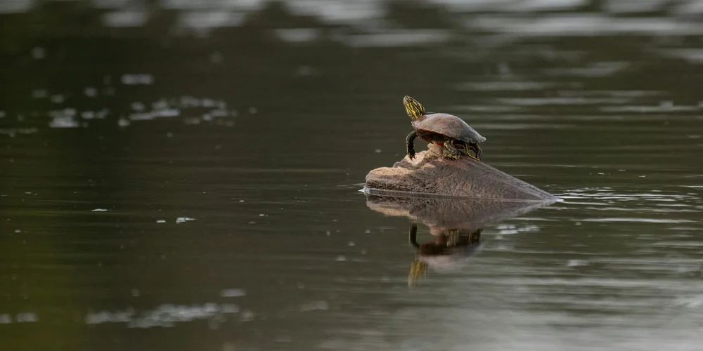 A snapping turtle perched on a submerged log in a calm pond.