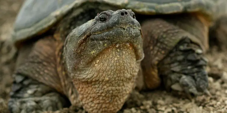 Close-up of a snapping turtle's head and upper body, showing rough brown skin and textured shell as it rests on land.
