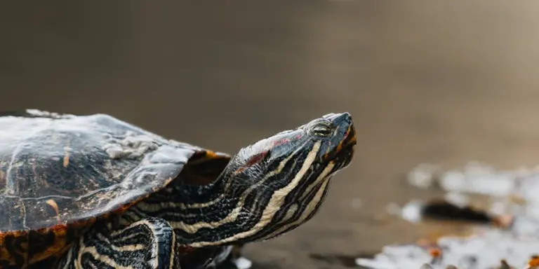 Close-up of a softshell turtle's head with striped neck, emerging from calm water.