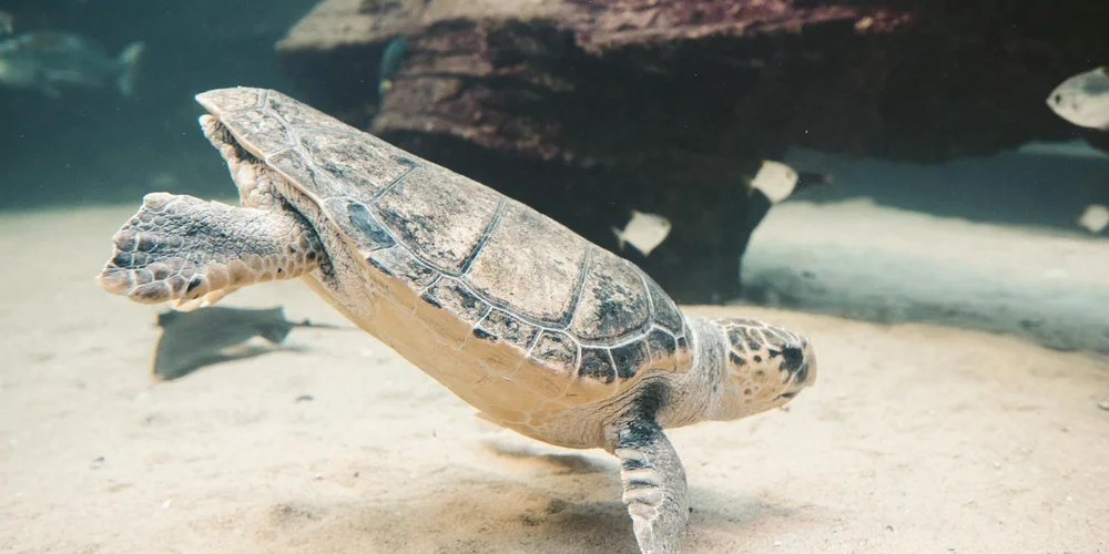 Softshell turtle swimming underwater with a flattened leathery shell and elongated snout