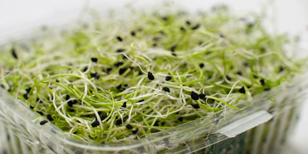 Fresh microgreens sprouts in a clear container, prepared to be offered as vegetables to turtles.