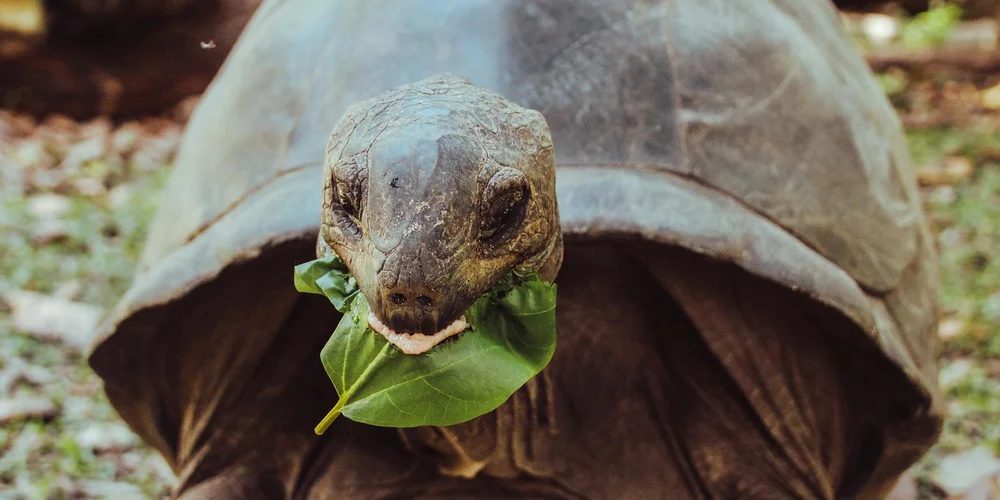 Turtle with a green leaf in its mouth, facing the camera.