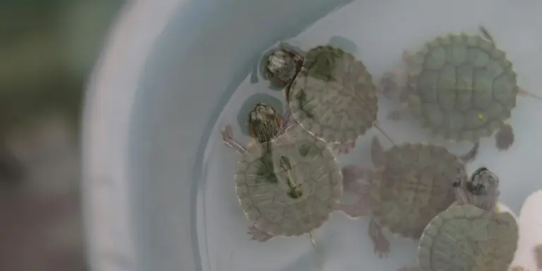 Several baby turtles in a shallow stock tank with clear water and a light gray interior.
