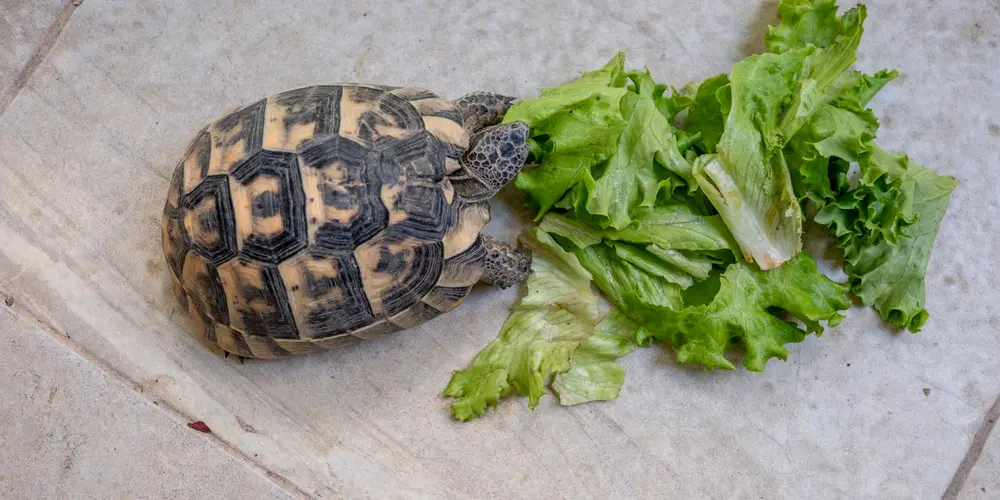 A turtle on a tiled surface nibbling fresh lettuce leaves.