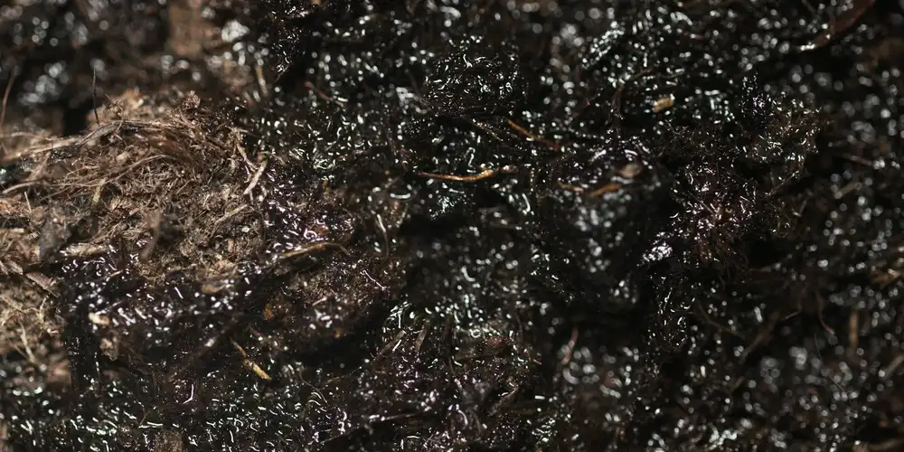 Close-up view of dark, damp soil substrate in a terrestrial turtle or tortoise enclosure