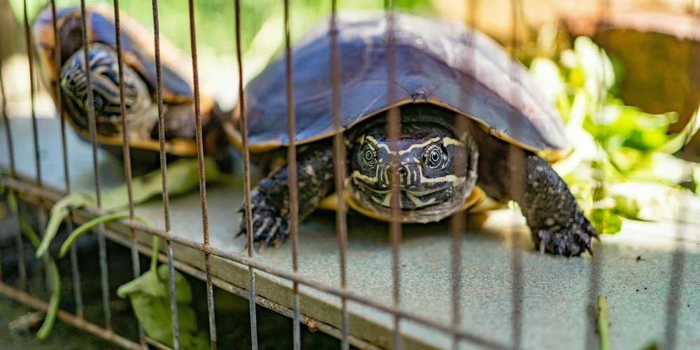 Two pet turtles inside a tank enclosure with vertical bars; one turtle is closest to the camera while a second turtle is visible in the background.