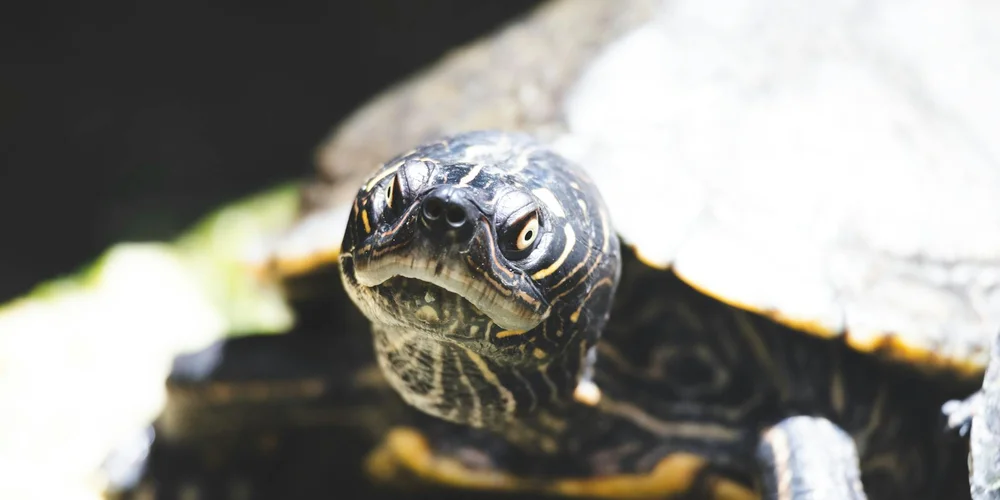 Close-up of a terrapin's head with its patterned skin and eyes visible as it peeks out of the water.