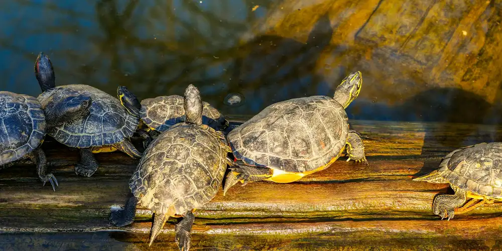 Group of terrapins basking on a wooden log by the water, showing shell patterns and body shapes.
