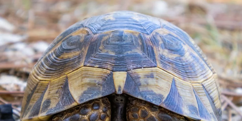 Best Substrate for Your Terrestrial Turtle or Tortoise Enclosure