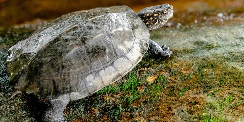 A terrestrial turtle on a mossy rock, illustrating humidity in its habitat