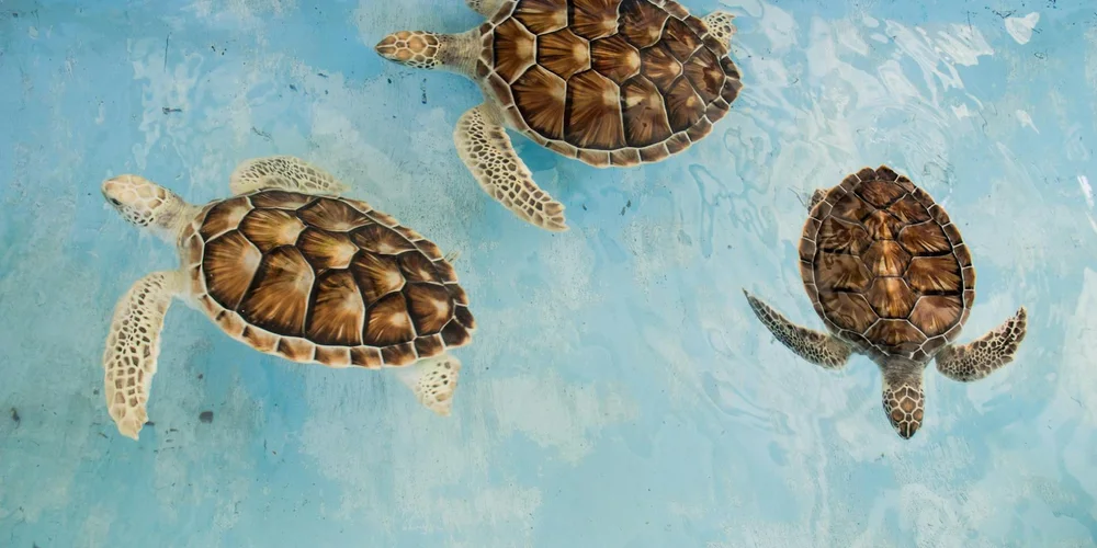 Three turtles swimming in clear blue water.