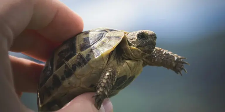 A young turtle being gently held in a person's hand