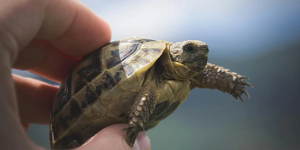 Where to Buy and Donate Pet Turtles: A Compassionate Path