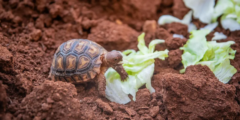 Small tortoise on reddish soil near fresh lettuce leaves, illustrating safe greens for turtle diets in an edible garden.
