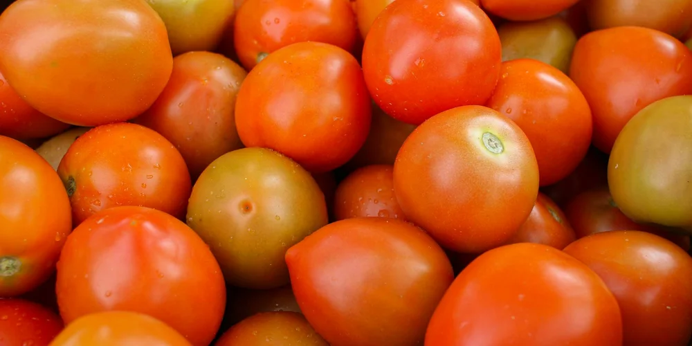 Pile of ripe tomatoes in red, orange, and yellow hues.