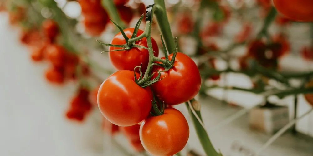 Cluster of ripe cherry tomatoes on a vine, representing fresh produce used in a turtle's balanced diet.