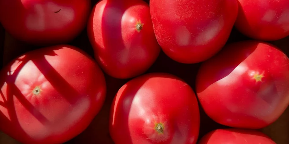 Close-up of ripe red tomatoes