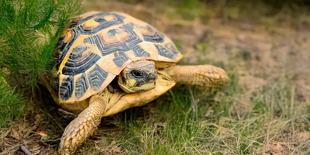 A tortoise on grass, looking toward the camera, suggesting a natural herbivore diet.