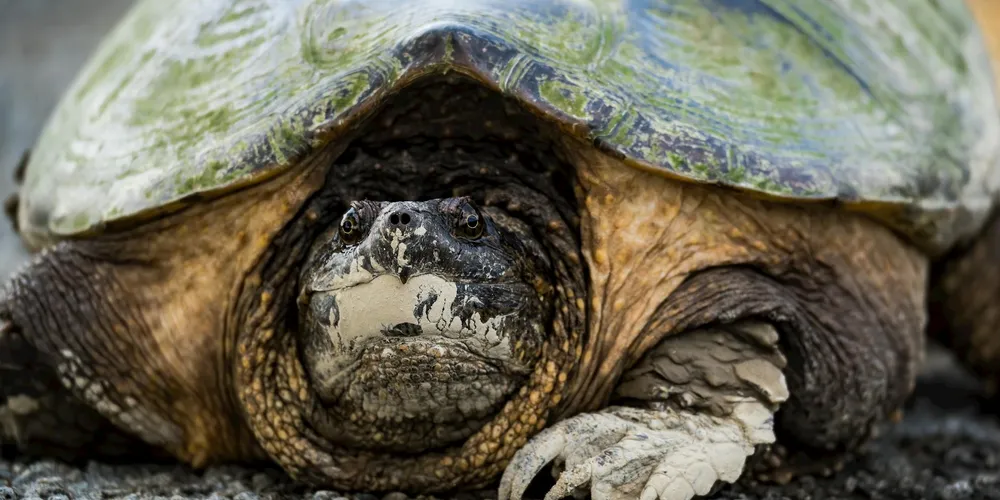 Close-up of a tortoise’s head and shell with textured skin and a greenish, algae-speckled shell.