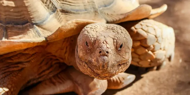 Close-up of a tortoise's head peeking forward from under its shell on a sandy indoor substrate.
