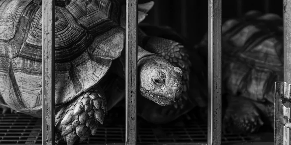 Black-and-white photo of a tortoise behind vertical bars inside an enclosure.