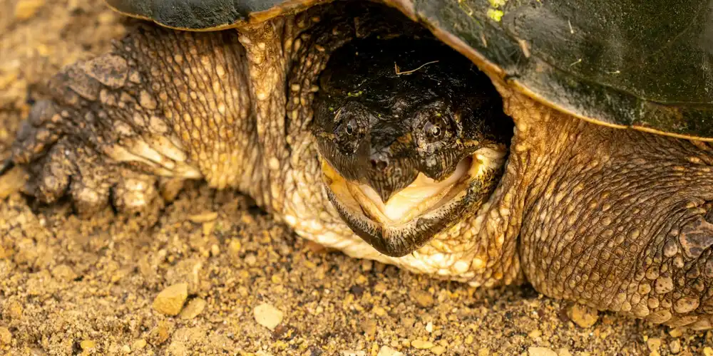 Close-up of a tortoise shell showing a damaged area with exposed underlying layers.