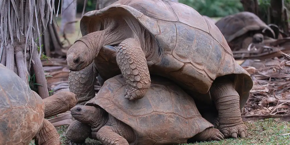 Two large tortoises, one stacked atop the other, resting on a forest floor of leaves and wood debris with a natural, leafy background.