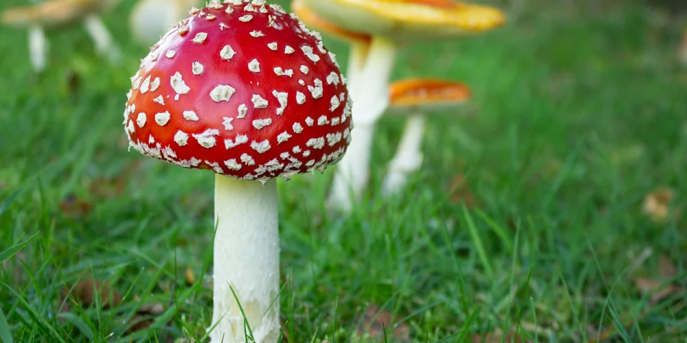 Red mushroom with white spots growing in grass, illustrating hazardous natural decor to avoid in turtle enclosures