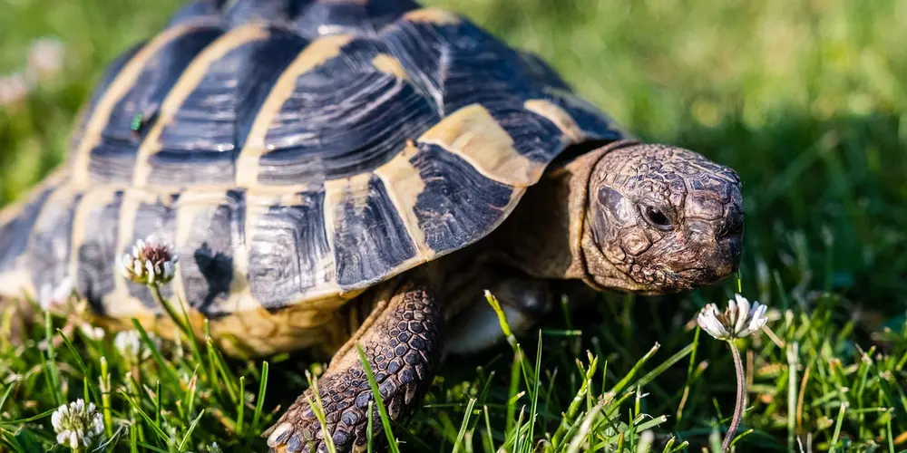 Close-up of a turtle on green grass, showing its shell and textured head.