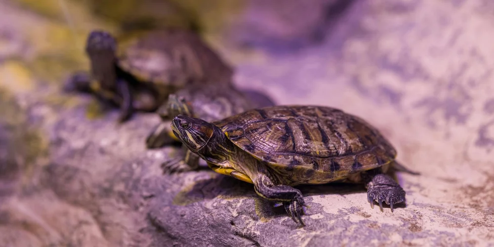 Two aquatic turtles basking on a rocky platform under warm lighting, illustrating a basking setup.