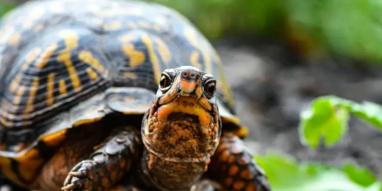 Close-up of a turtle facing the camera, displaying its patterned shell and head in a natural enclosure.