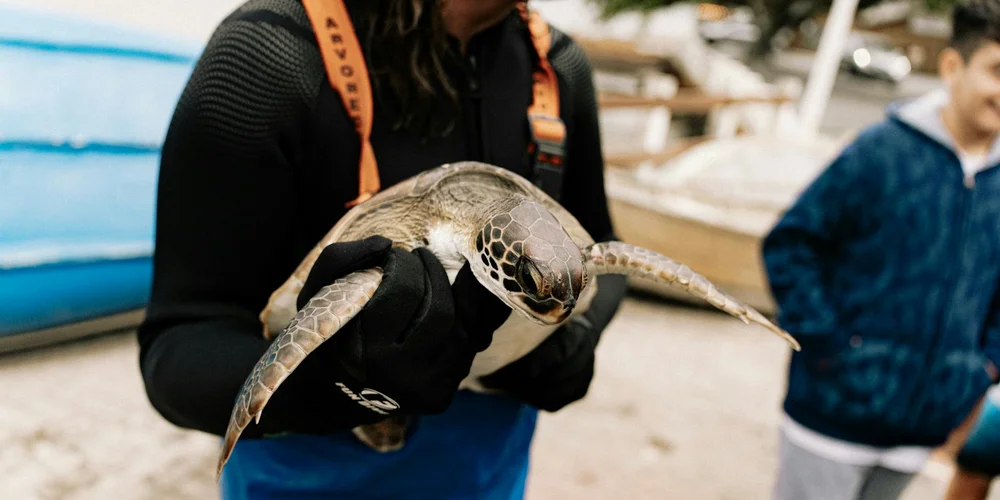 Person wearing gloves holding a small turtle outdoors near a blue pool