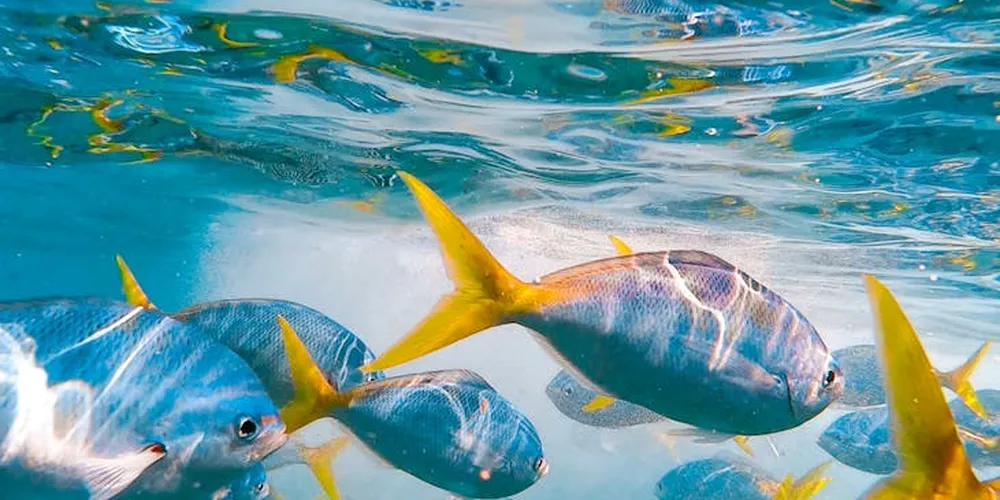 Underwater view of small fish swimming in clear blue water
