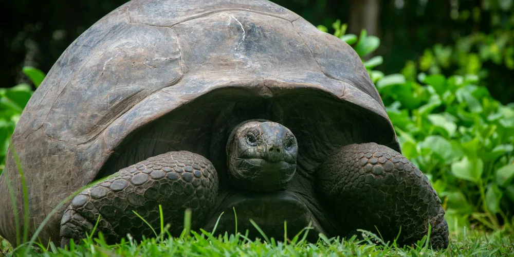 Close-up of a turtle facing the camera, with a dark shell and textured limbs among green plants.