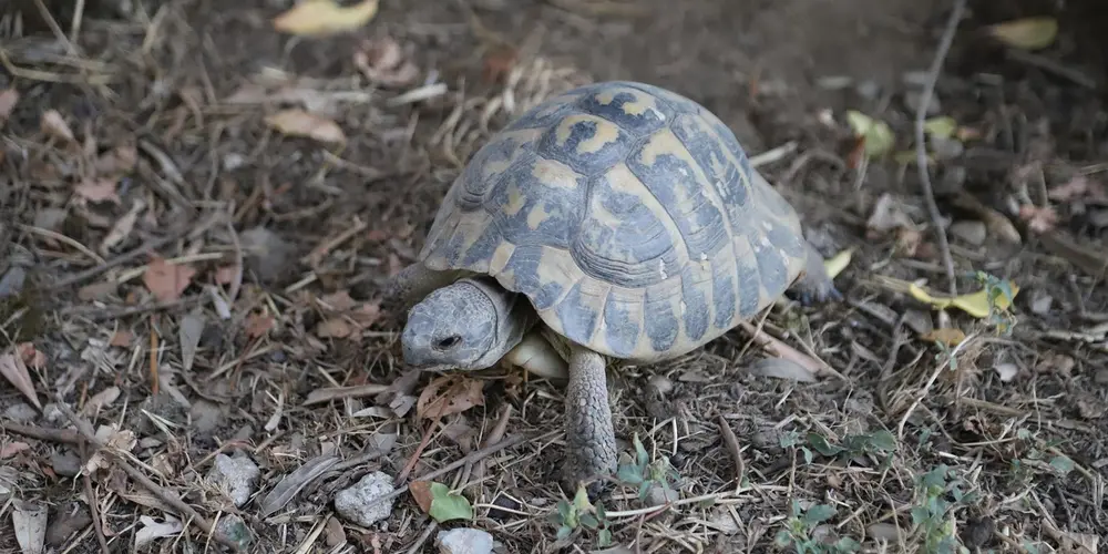 A small pet turtle walking on dirt with leaves scattered around in an outdoor enclosure.
