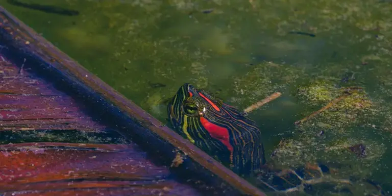 Striped turtle with yellow markings peeking over a submerged log in green pond water