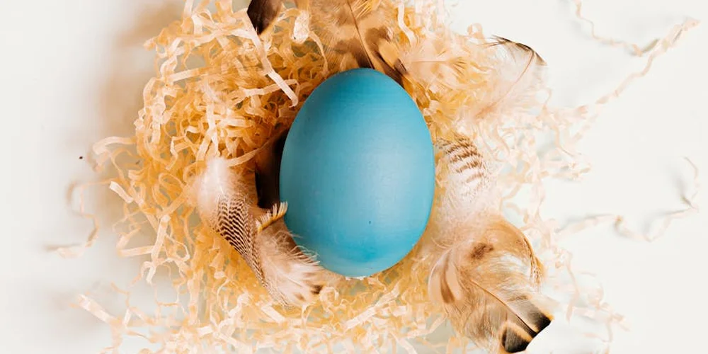 Blue turtle egg nestled in straw and feathers in a nesting environment