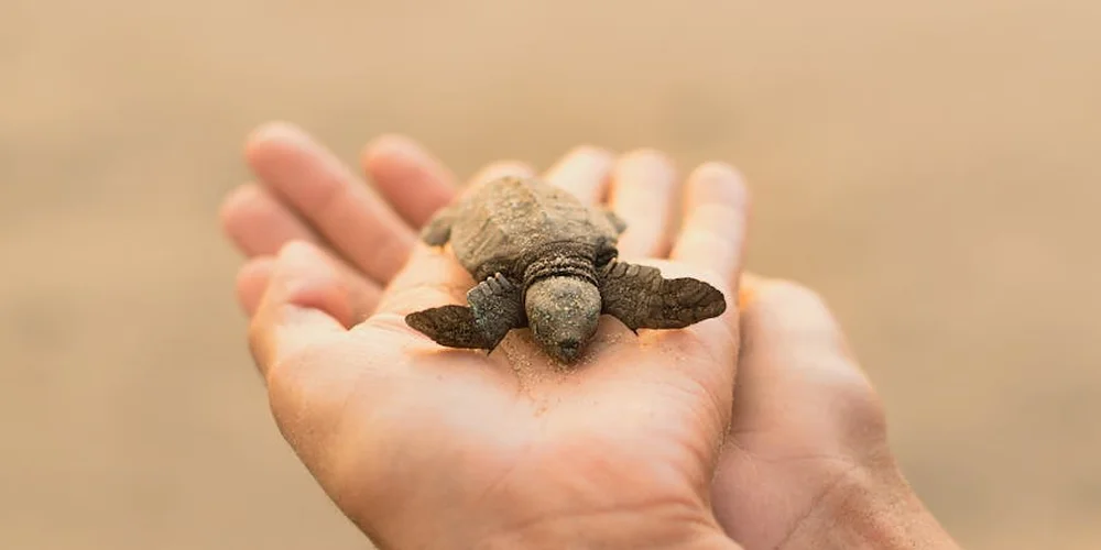 Small turtle held gently in cupped hands