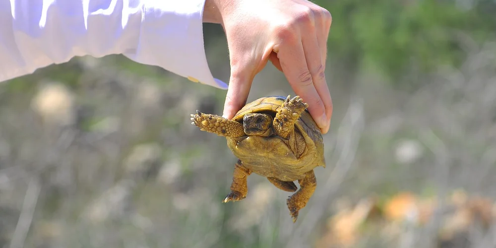A small turtle being gently held by a person's hand outdoors
