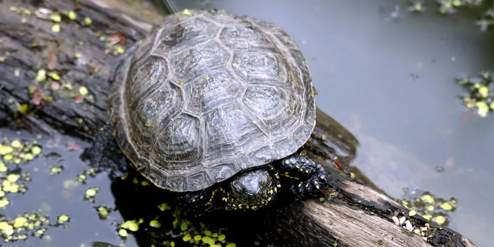 Close-up of a turtle resting on a log beside a pond, illustrating a naturalistic habitat in a turtle enclosure.