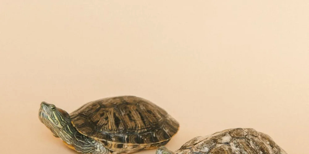 Two turtles resting on a pale peach background, representing the supplies you’ll gather to clean a turtle or tortoise enclosure.