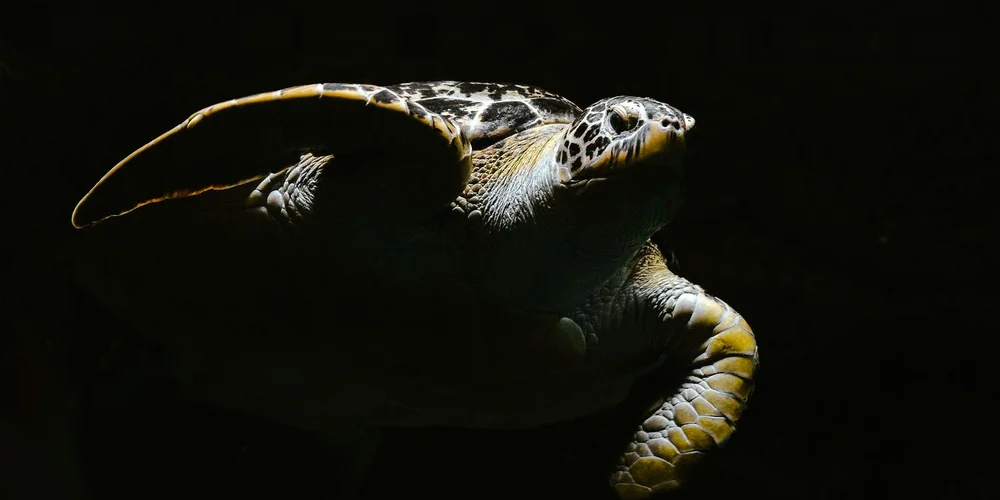A turtle with its head and neck extended, partially illuminated against a dark background, signaling the transition out of brumation.