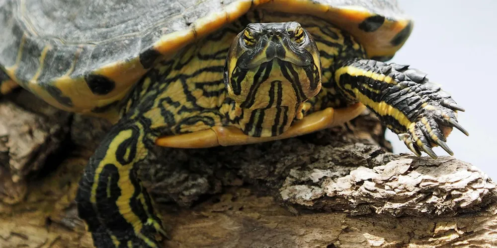 Close-up of a patterned turtle resting on a rough rock with its head extended toward the camera.
