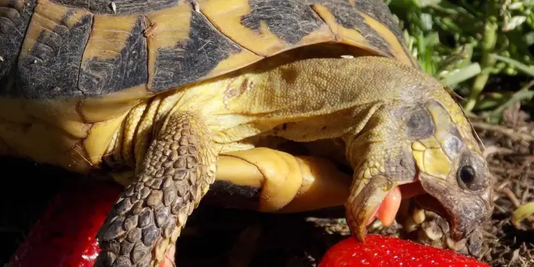Close-up of a turtle with its head extended, showing detailed shell and textured skin.