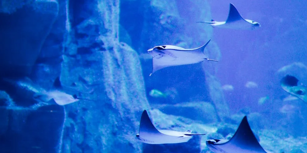Blue aquarium scene with rocks and several rays swimming; a reminder to monitor filtration in turtle tanks.
