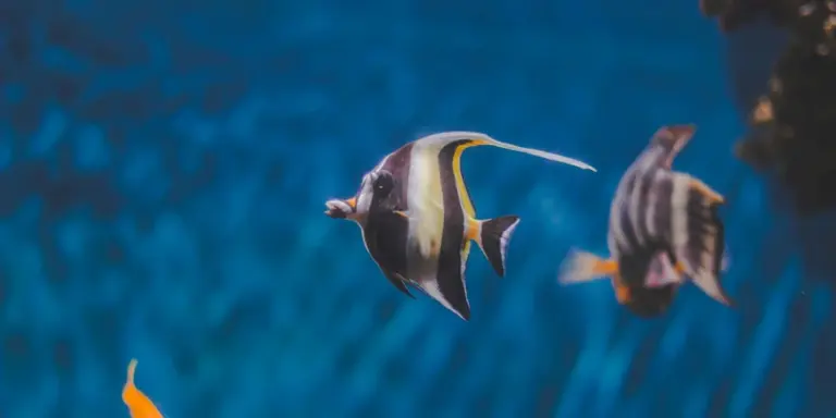 Two tropical angelfish swimming in a blue aquarium.