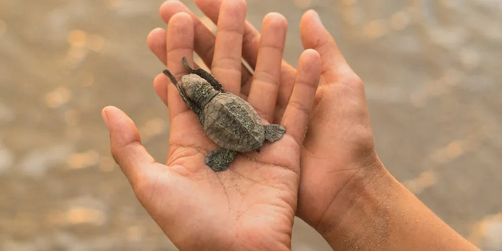 Tiny baby turtle resting on a person's open hand, supported by another hand.