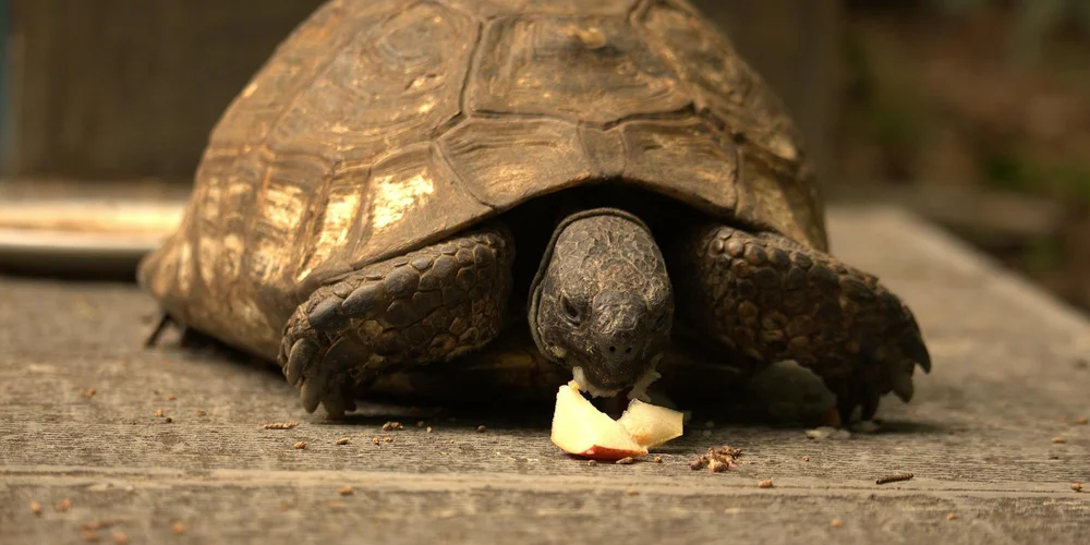 Close-up of a turtle nibbling a small piece of food on a wooden surface.