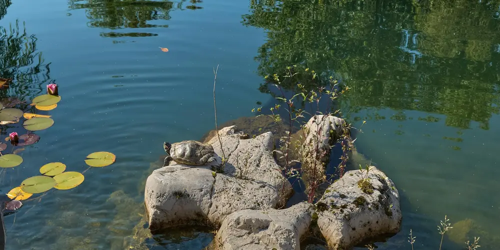 A turtle perched on sun-warmed rocks beside a calm pond with lily pads, demonstrating a basking area near water.